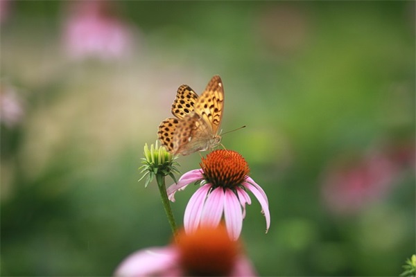 赞美医生的优美句子及段落 赞美医生的段落