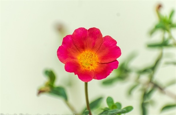 关于绽放的励志句子 关于精彩绽放的励志句子