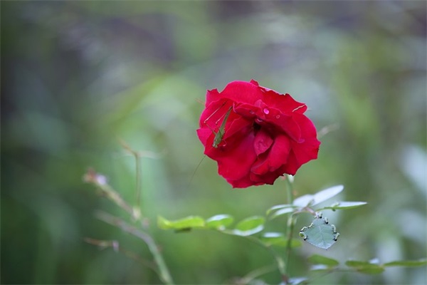 文艺又动听的情话爱情语录