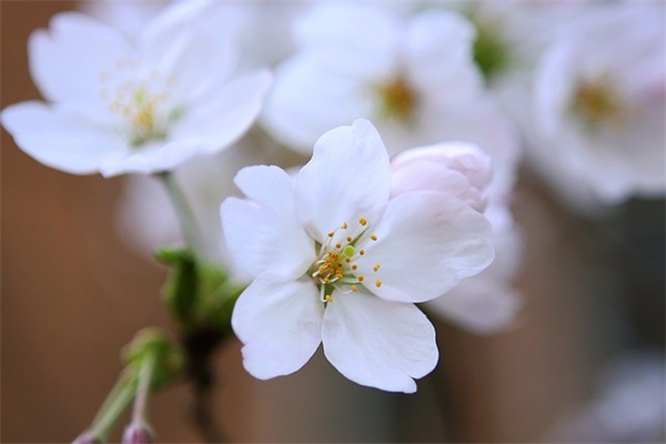 过年祝福语狗年82句