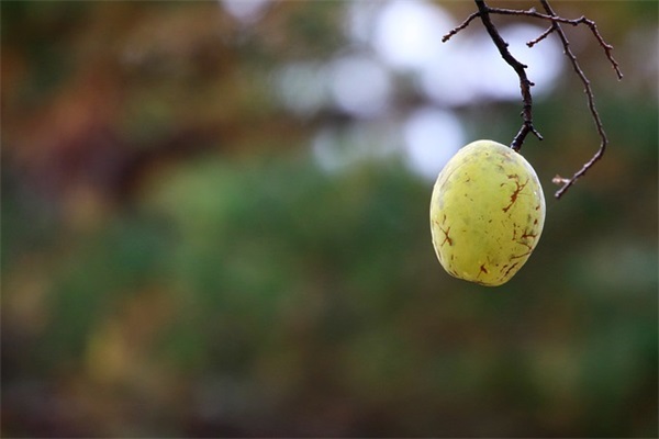 2026元旦第一天新年祝福语大全