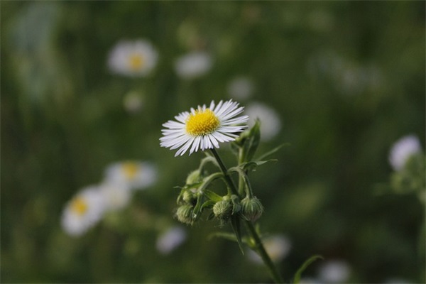 做人要诚信的经典语录 做人要诚实的一段句子