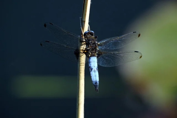 简单又暖心的晚安心语 晚安语录暖心简短