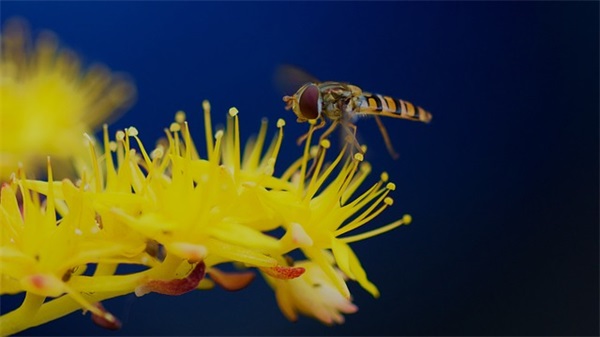 经典爱情语录87句