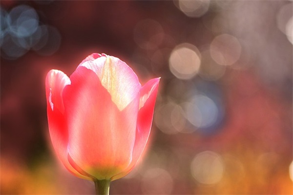 2026精选《白鹿原》经典语录(电视剧《白鹿原》经典语录)