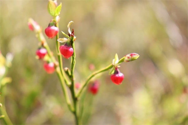关于情感的一句话经典情感语录2026 能让你挽回爱情的短句