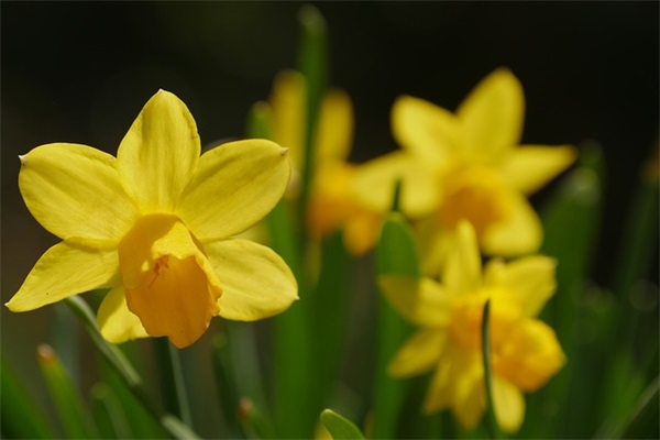 常用人生情感语录