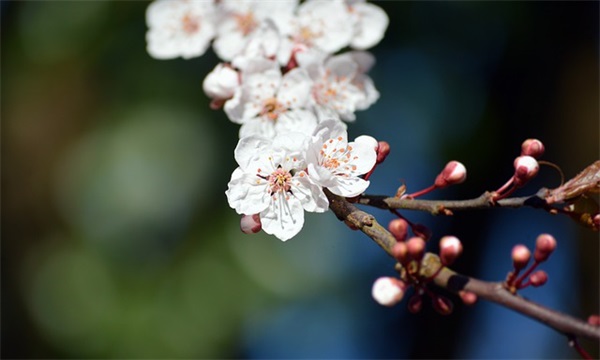 白求恩语录25句 白求恩语录25句