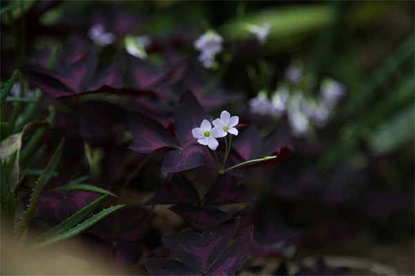 2026年暑假小学开学励志语录