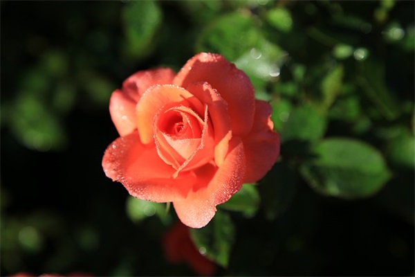 关于爱情想念的语录