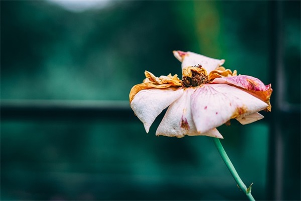 史记 滑稽列传 2026精辟滑稽语录