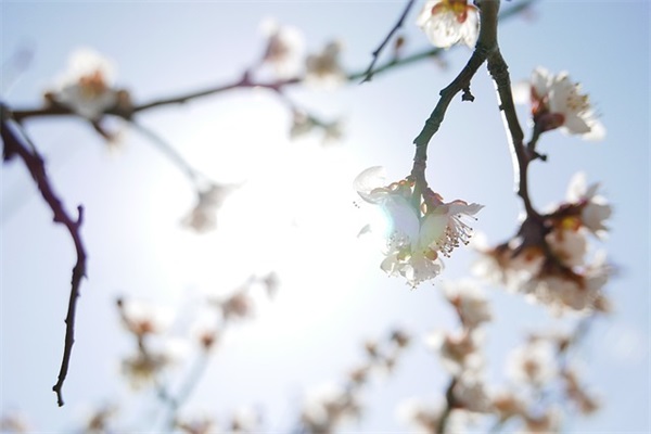 懒羊羊经典语录