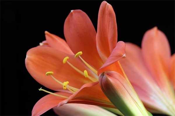 美业团队口号押韵-51句