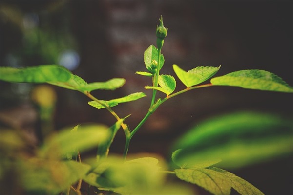 体操口号霸气-74句