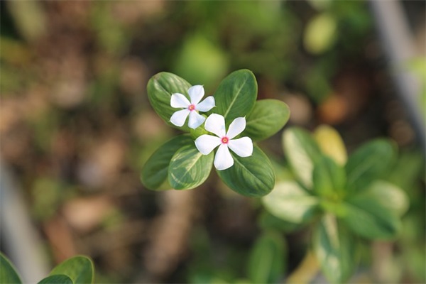 618口号押韵-69句 618口号押韵-69句