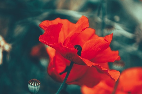 情人节的文案语录唯美