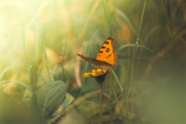 职场毒鸡汤语录模板 职场语录鸡汤语录