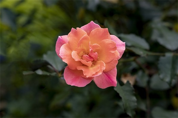 伤感语录女孩心痛 伤感句子句句心痛