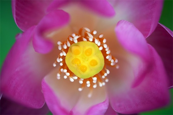 秋天的第一杯奶茶说说文案句子 秋天的第一杯奶茶语录