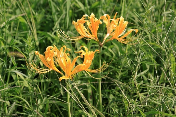 五四青年节节日口号与文案