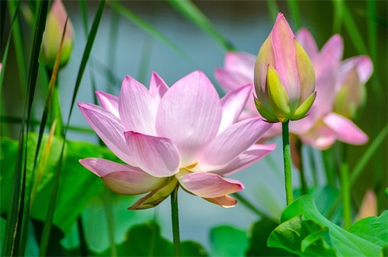 比喻句4年级优美65句