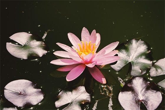 祝老师中秋节快乐的简短句子
