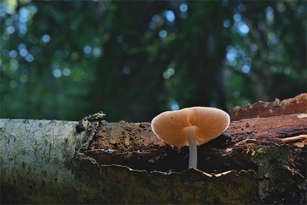 最简单的情侣网名